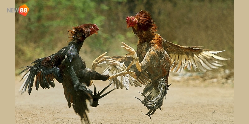 gà đá cựa sắt hay nhất