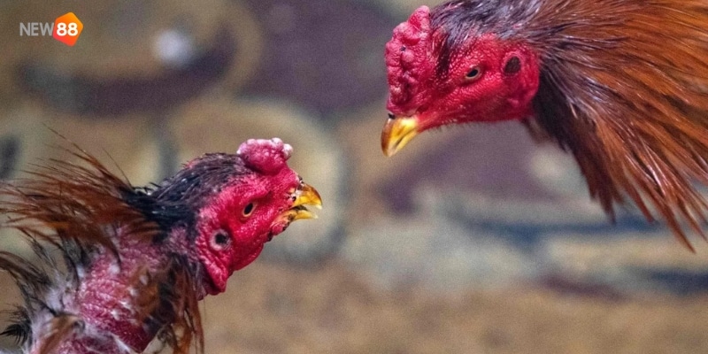 tạo tài khoản đá gà thomo