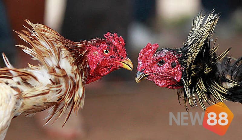 Kỹ năng né đòn, tấn công trong chiến đấu tốt thể hiện cách nhận biết gà đá hay