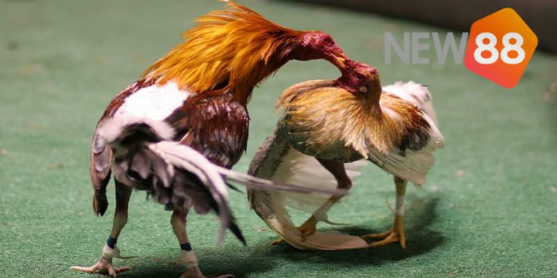 Cách nhận biết gà nào chiến thắng