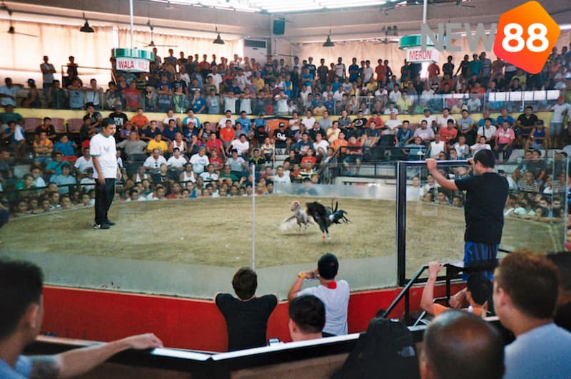 Quy tắc trong bộ môn đá gà Philippines mà anh em cần biết