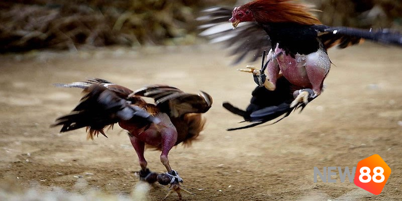 Cách tính bảng tỷ lệ kèo cược đá gà