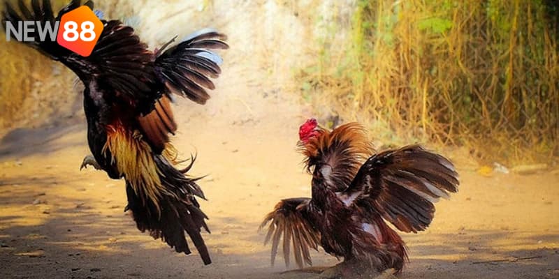 Tầm quan trọng của việc có kinh nghiệm cược đá gà 