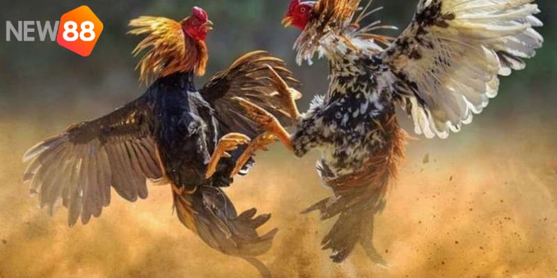 Những kinh nghiệm cược đá gà hay nhất 