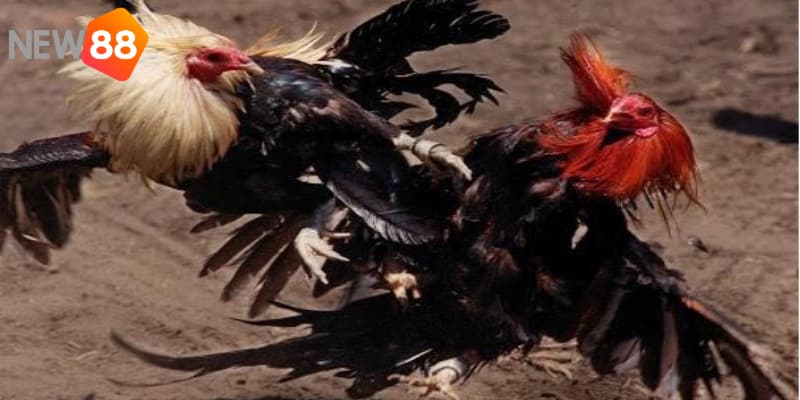 Duy trì sự quan sát và học hỏi là kinh nghiệm cược đá gà 