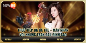 Trực tiếp đá gà tre – Mãn nhãn với những trận đấu đỉnh cao