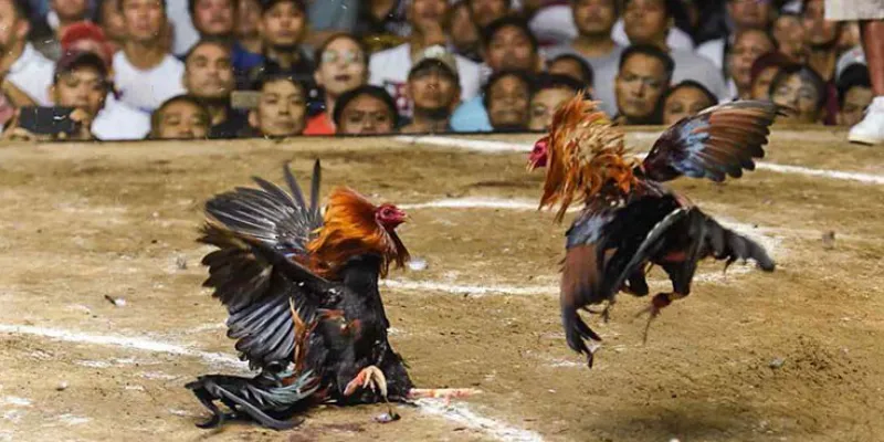 Một số loại cược đá gà Campuchia tại New88