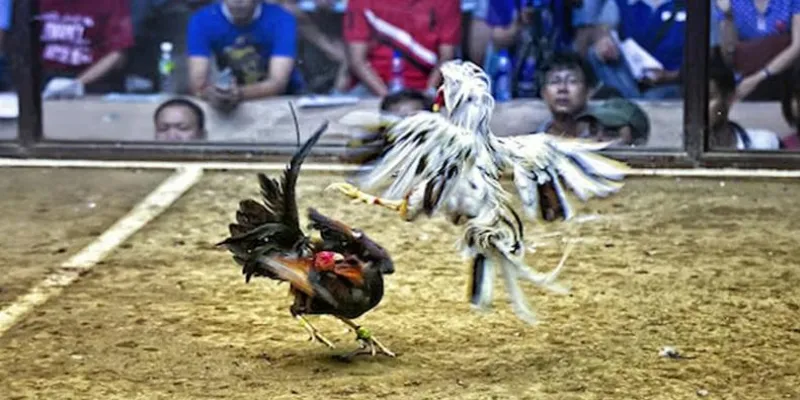 Nắm rõ quy tắc và luật chơi trong đá gà Campuchia