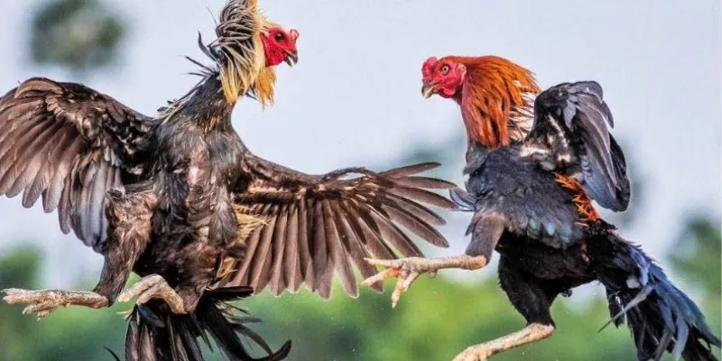 Chiến lược đặt cược và quản lý vốn trong đá gà Thomo