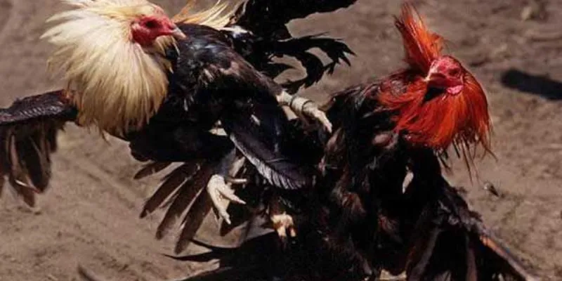 Liên tục cập nhật những trận đá gà cựa sắt hấp dẫn nhất tại New88