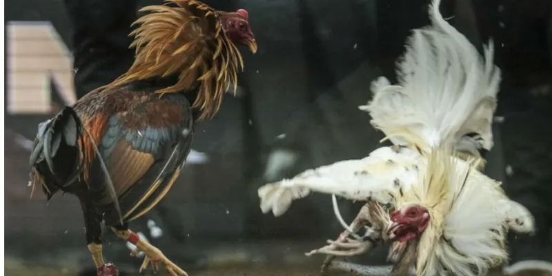 Quy tắc và điều lệ của giải đá gà trực tuyến C1