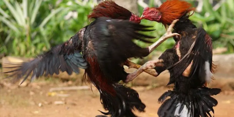 Bí quyết chọn gà và cá cược thông minh trong đá gà trực tiếp C1