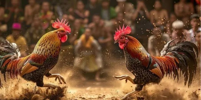 Tham gia xem và cá cược đá gà cựa sắt live tại New88