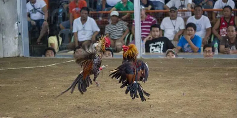 Kinh nghiệm cá cược đá gà cựa dao thắng lớn tại New 88