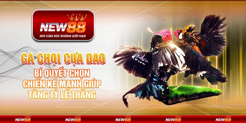 Gà chọi cựa dao tại New88 – Bí quyết chọn chiến kê mạnh giúp tăng tỷ lệ thắng