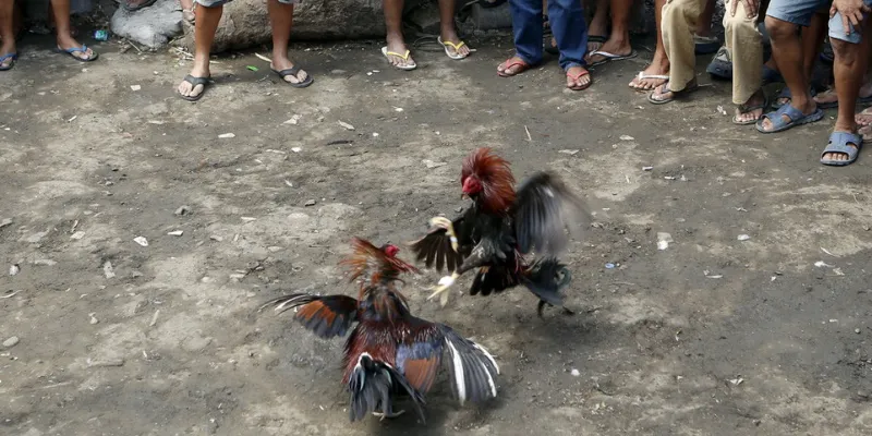 Tìm hiểu về gà chọi cựa dao