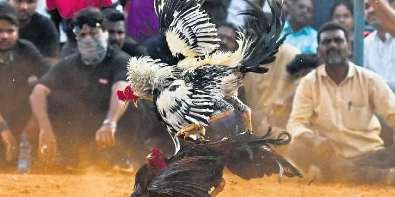 Chia sẻ kinh nghiệm soi kèo Đá gà SV388 trực tiếp từ cao thủ tại New88