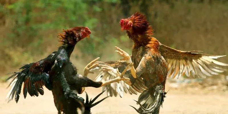 Bí quyết cá cược Đá gà SV388 trực tiếp hiệu quả tại New88